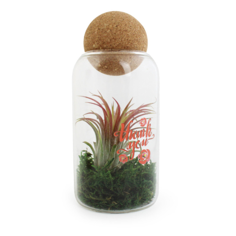 Terrarium personnalisable boule en liège