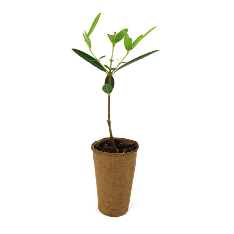 Mini plant d'arbre fibre de bois personnalisable