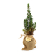 Sapin en pochon jute personnalisable