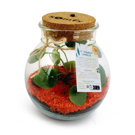 Terrarium personnalisable lumineux