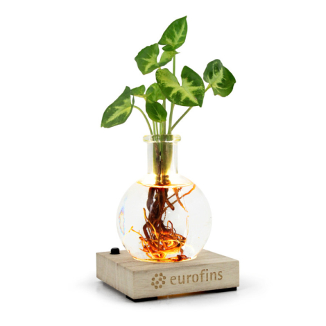 Plante avec vase et socle lumineux personnalisable